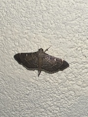 Pilocrocis