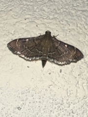 Pilocrocis