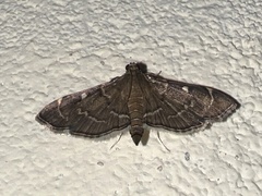 Pilocrocis