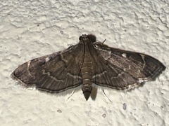 Pilocrocis