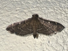 Pilocrocis