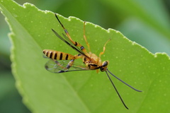 Xanthopimpla rhopaloceros