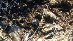 Nyctelia crassecostata