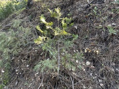 Calocedrus decurrens