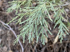 Calocedrus decurrens