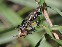 Laphria rufifemorata