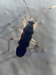 Dieuches armatipes