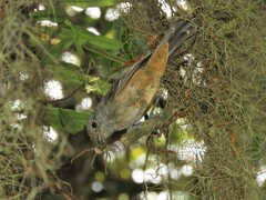 Thamnophilus caerulescens