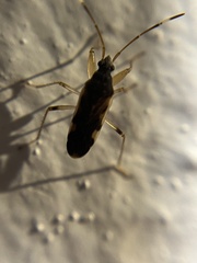 Dieuches armatipes