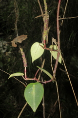 Peperomia eburnea