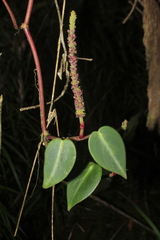 Peperomia eburnea