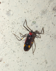 Graptocleptes bicolor