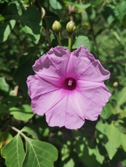 Ipomoea cheirophylla