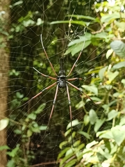 Nephila kuhli