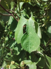 Ipomoea cheirophylla