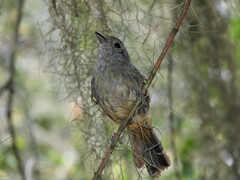 Thamnophilus caerulescens