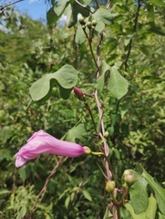 Ipomoea cheirophylla