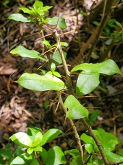 Archidasyphyllum diacanthoides