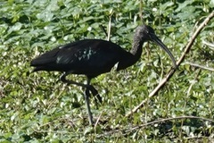 Plegadis chihi