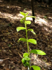 Archidasyphyllum diacanthoides