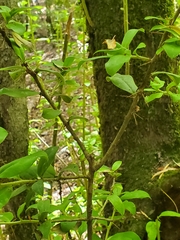 Archidasyphyllum diacanthoides