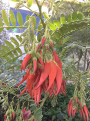 Clianthus puniceus