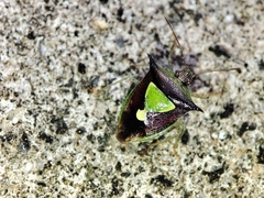 Carbula scutellata