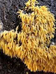 Mucronella flava