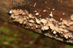 Antrodiella