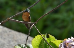 Lampornis castaneoventris