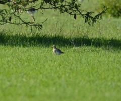 Calidris melanotos