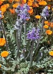 Salvia carduacea