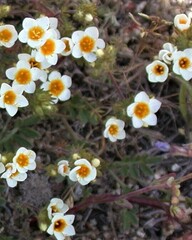 Polemoniaceae