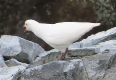 Chionis albus