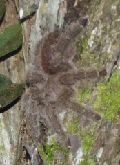 Avicularia
