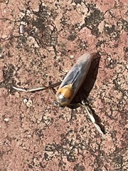 Anisops