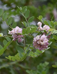 Robinia neomexicana