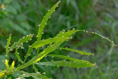 Muehlenbeckia platyclada