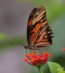 Dione vanillae lucina