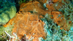 Spirastrella hartmani