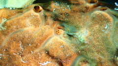 Spirastrella hartmani