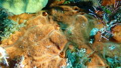 Spirastrella hartmani