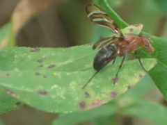 Tritoxa incurva