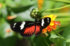 Heliconius doris