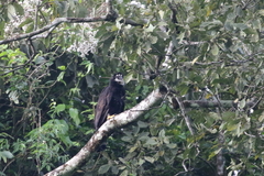 Spizaetus tyrannus