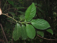 Trema tomentosa