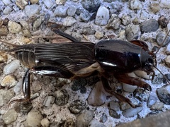 Gryllotalpa australis