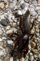 Gryllotalpa australis
