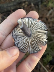 Entoloma serrulatum