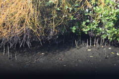 Lewinia striata taiwana